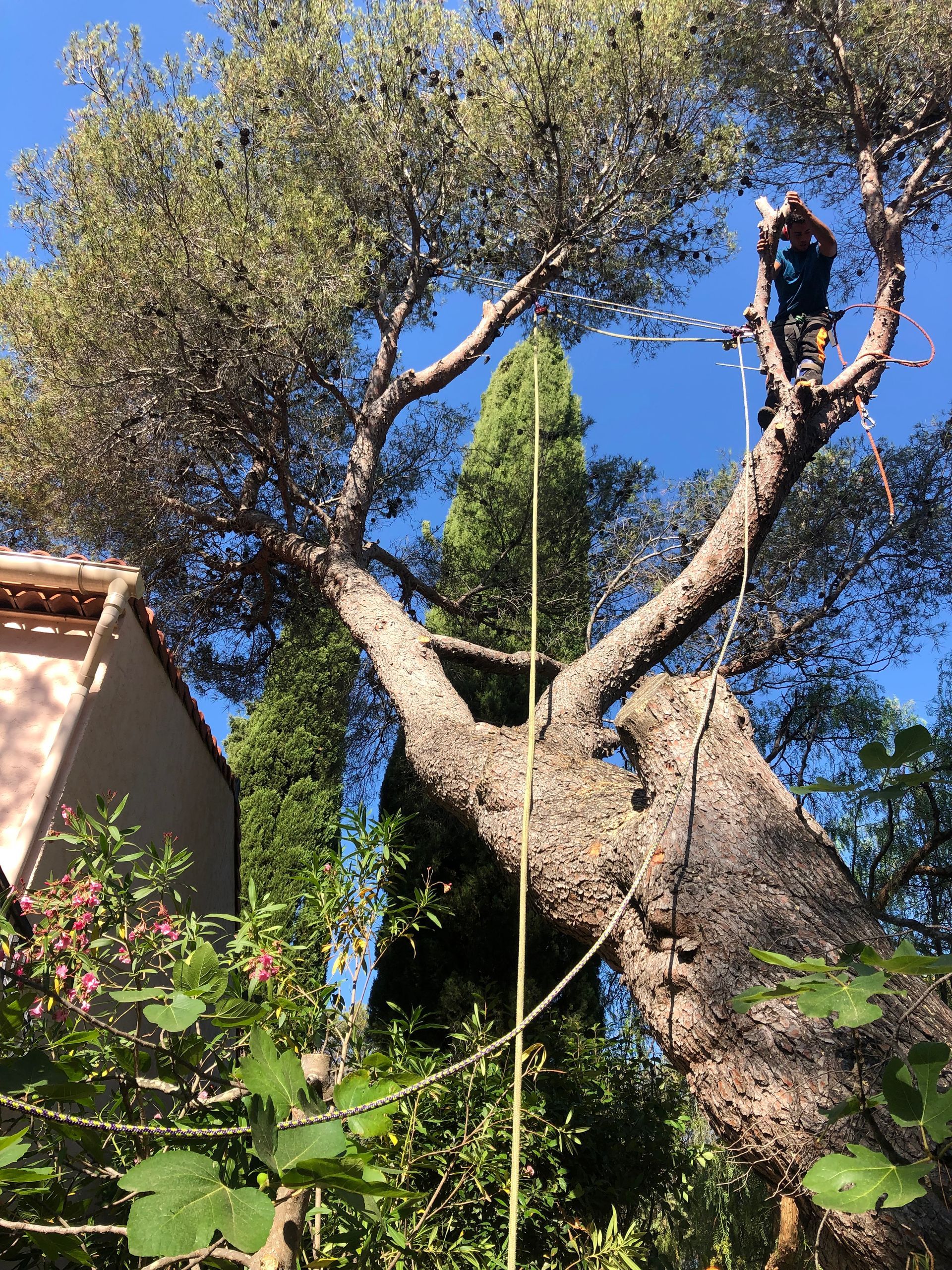 Taille d'un pain surplombant une maison