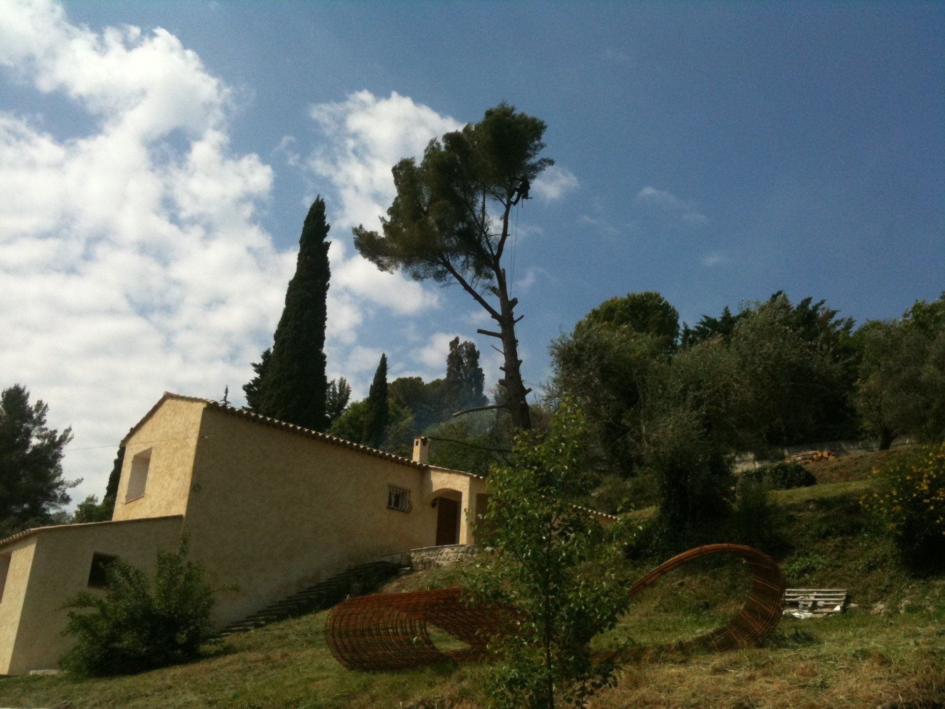 Arbres élagués autour d'une maison