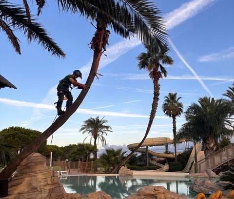Élagueur sur un arbre au-dessus d'une piscine
