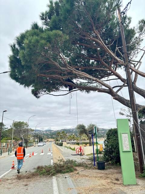 Élagueur dans un pin