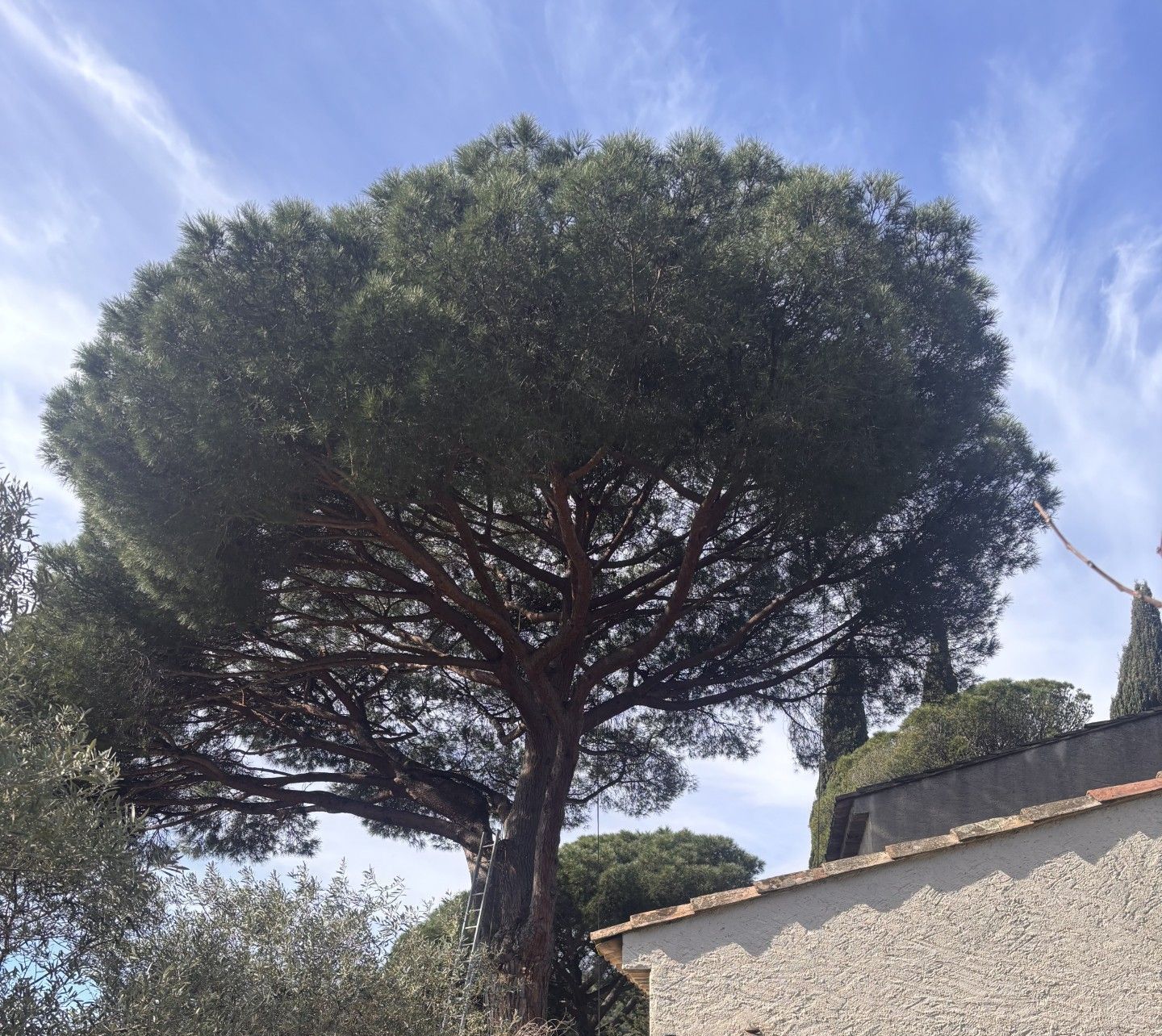 Élagage d'un très grand pin