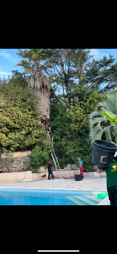 Élagage autour d'une piscine