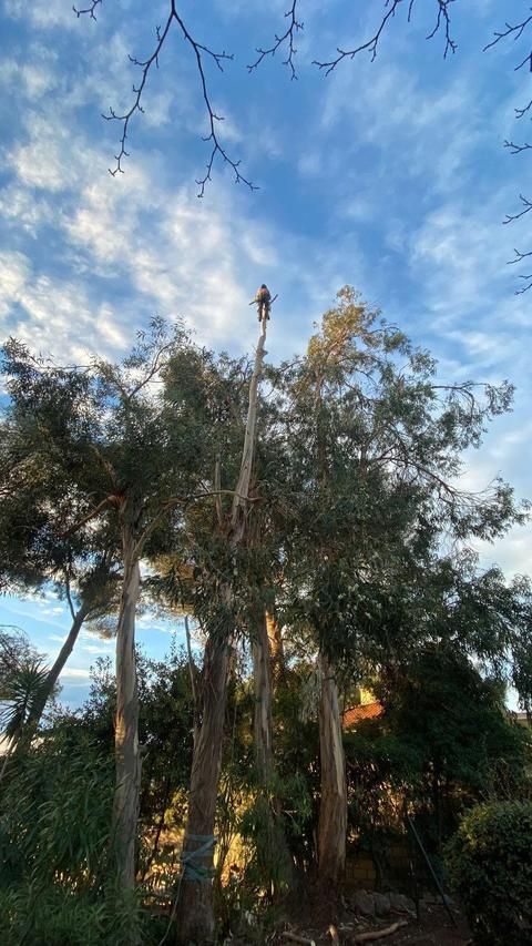 Coupe d'un eucalyptus