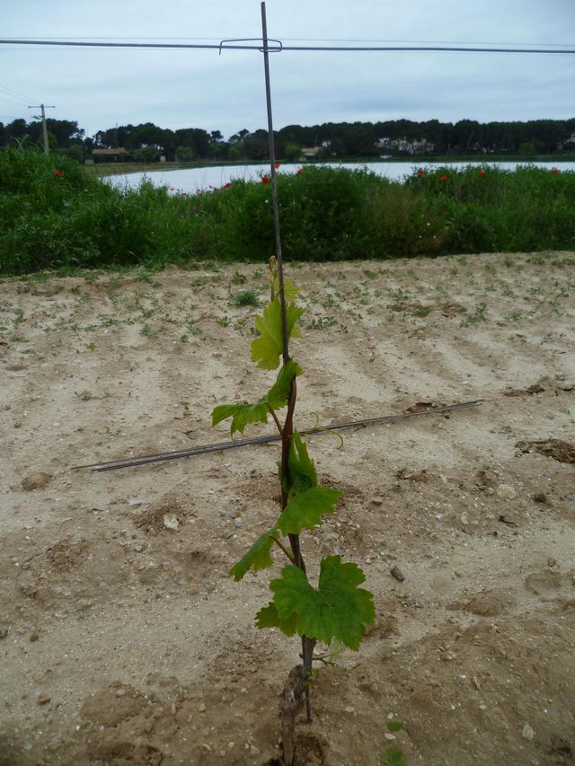 Tuteurer une vigne