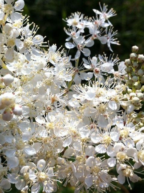 Weisse, kleine Blumen