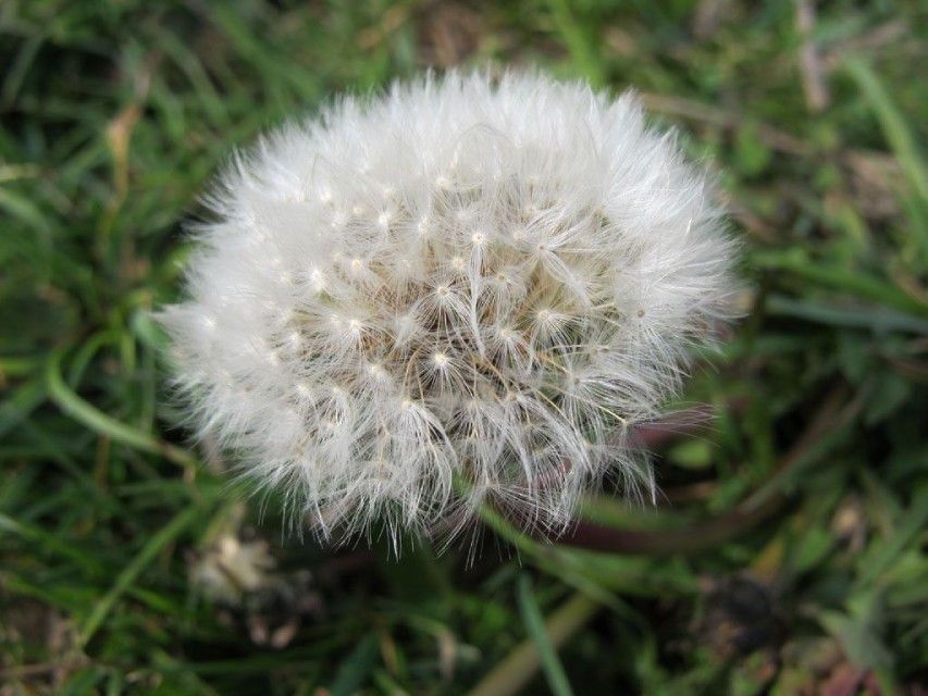 Pusteblume
