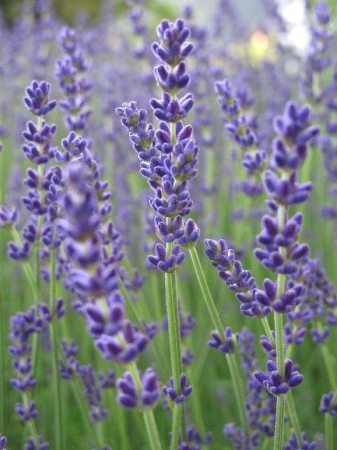 Lavendel