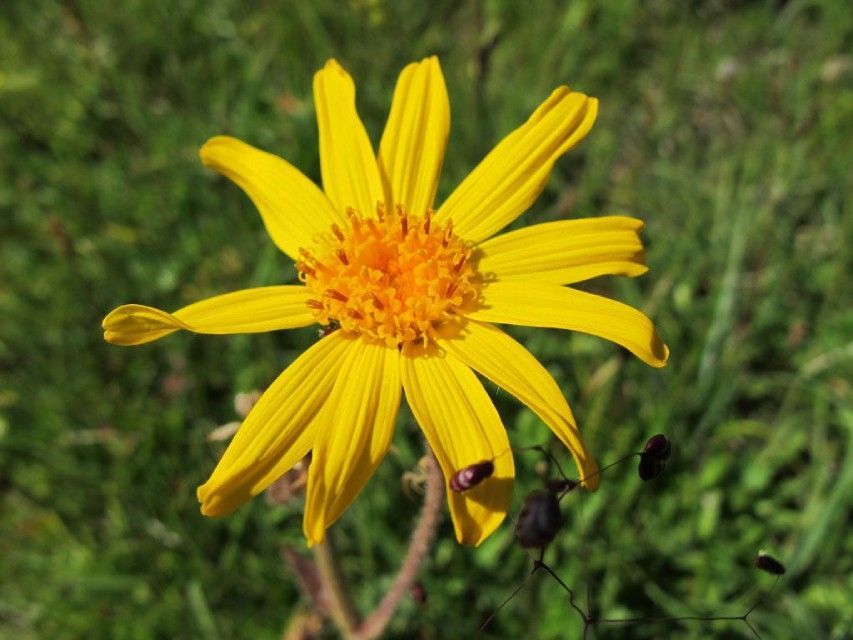 Gelbe Blume