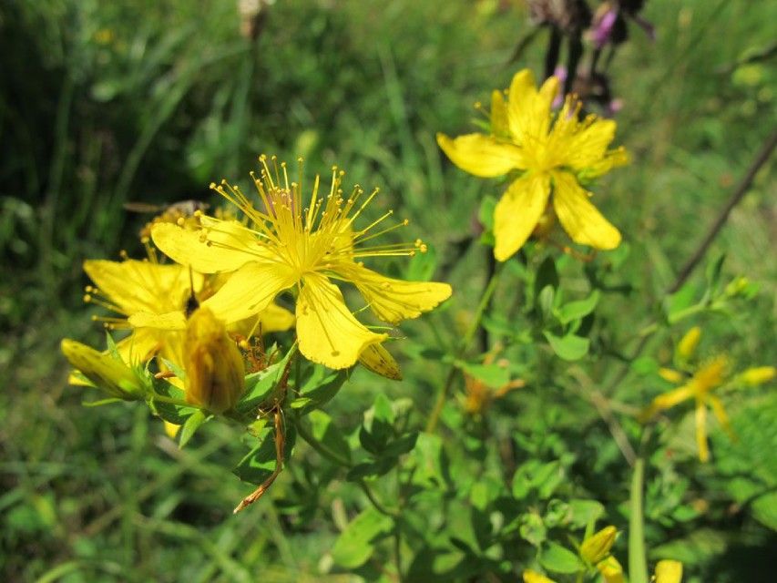 Gelbe Blumen