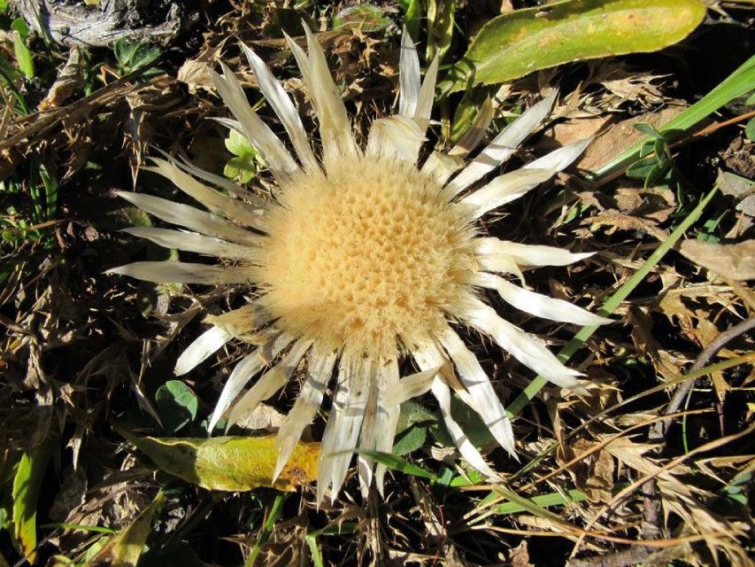 Blume