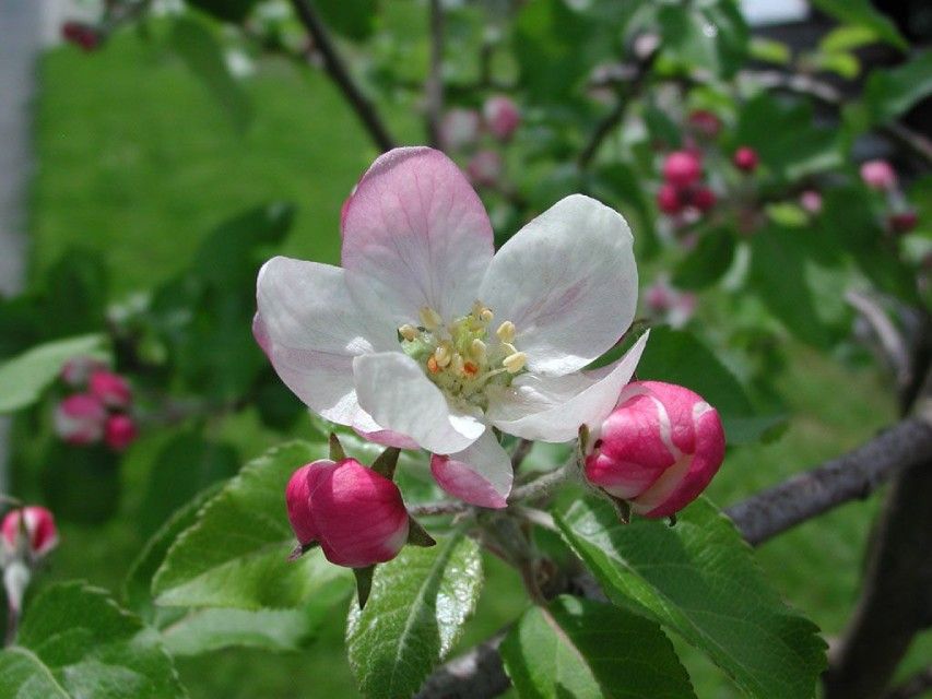 Blume