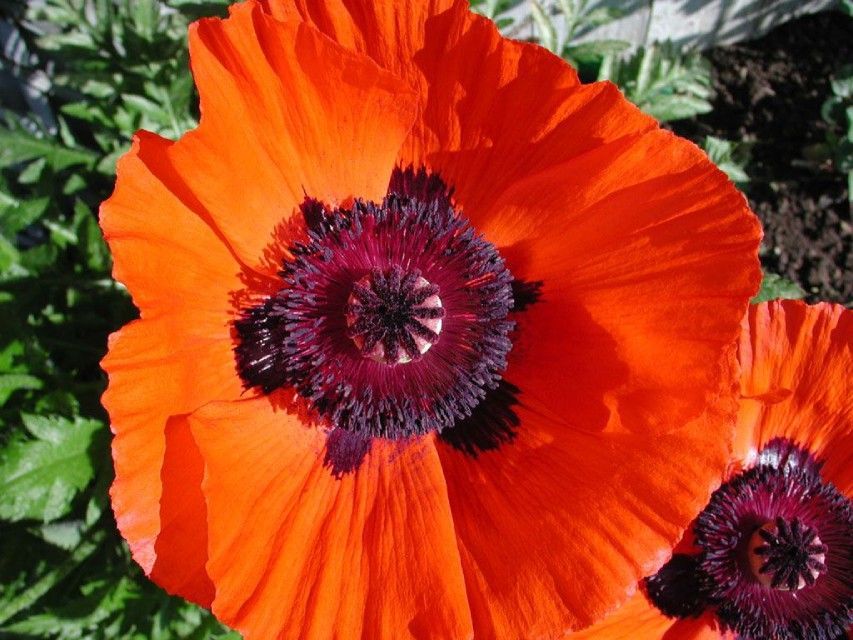 Blume