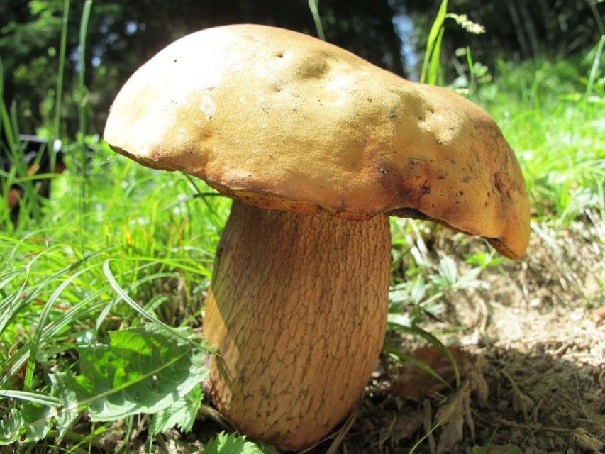Pilz