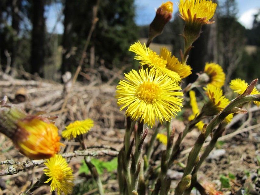 Gelbe Blumen