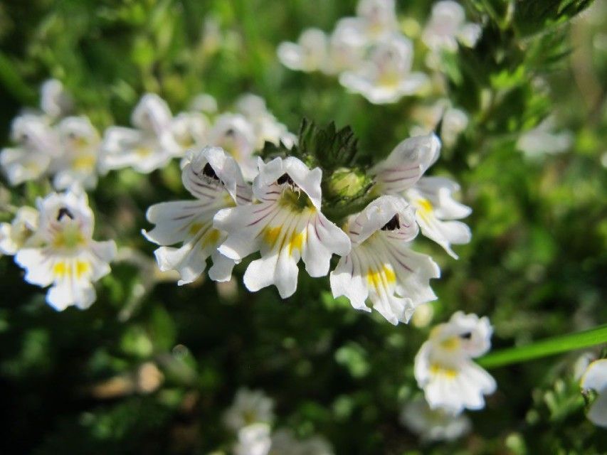 Weisse, kleine Blumen