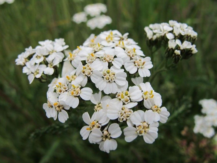 Weisse, kleine Blumen