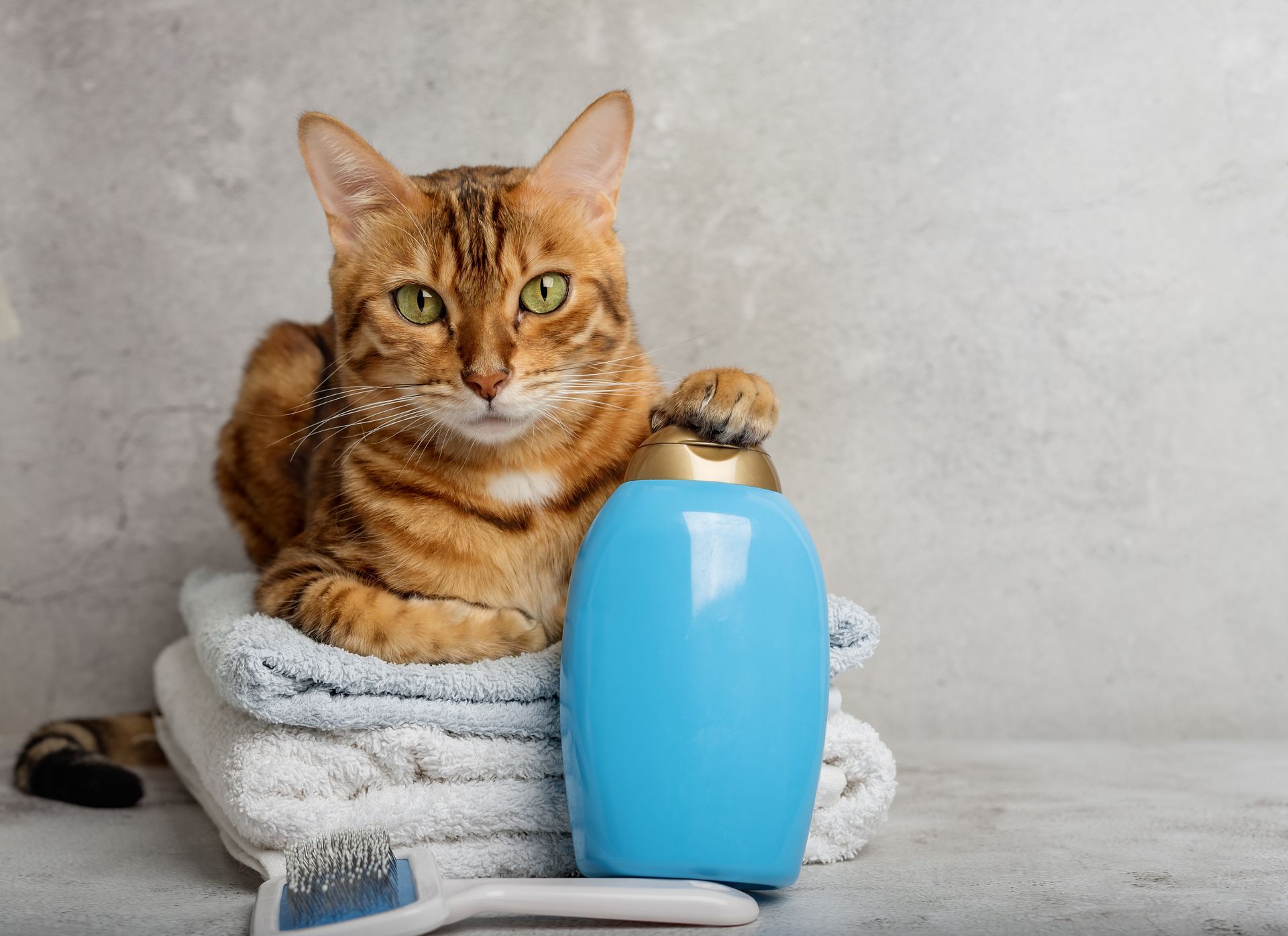 Chat tigré roux se reposant sur des serviettes pliées à côté d'un vase bleu contre un mur gris