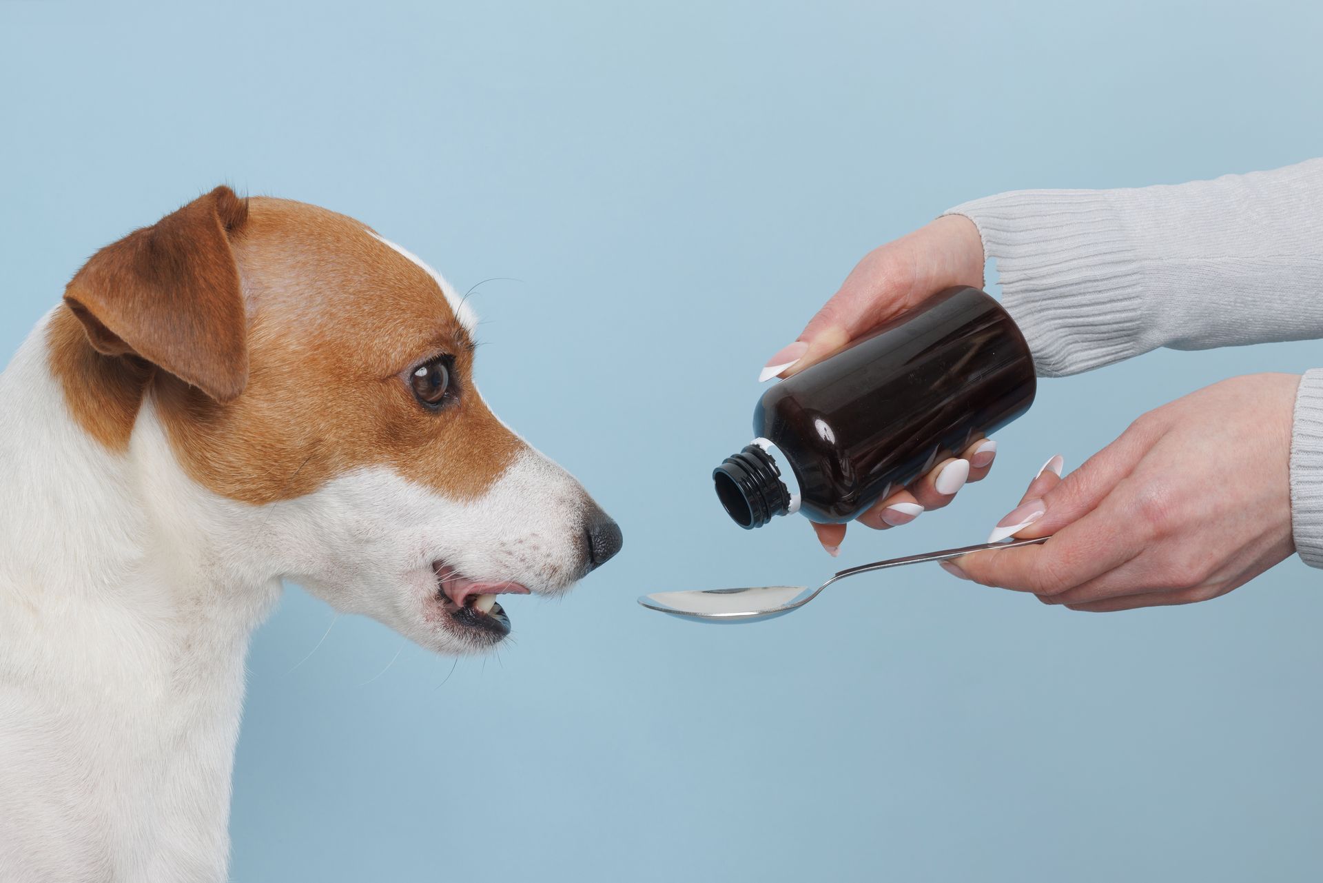 Chien recevant un médicament à la cuillère et au biberon sur fond bleu clair