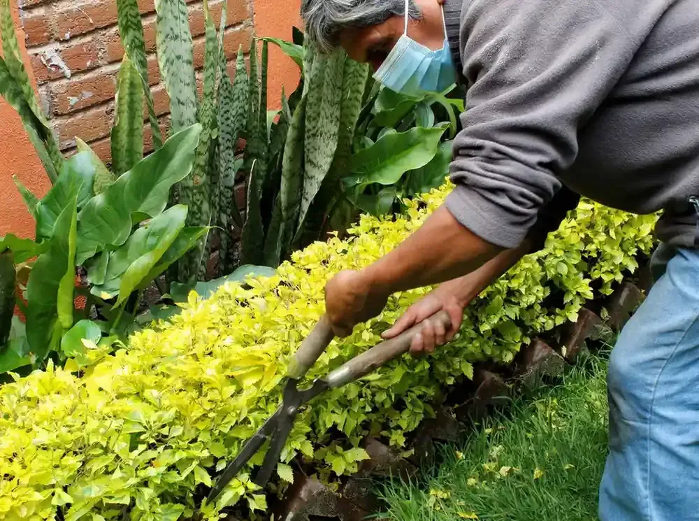 Una persona poda un seto de color verde brillante junto a un muro de ladrillos y plantas de jardín.