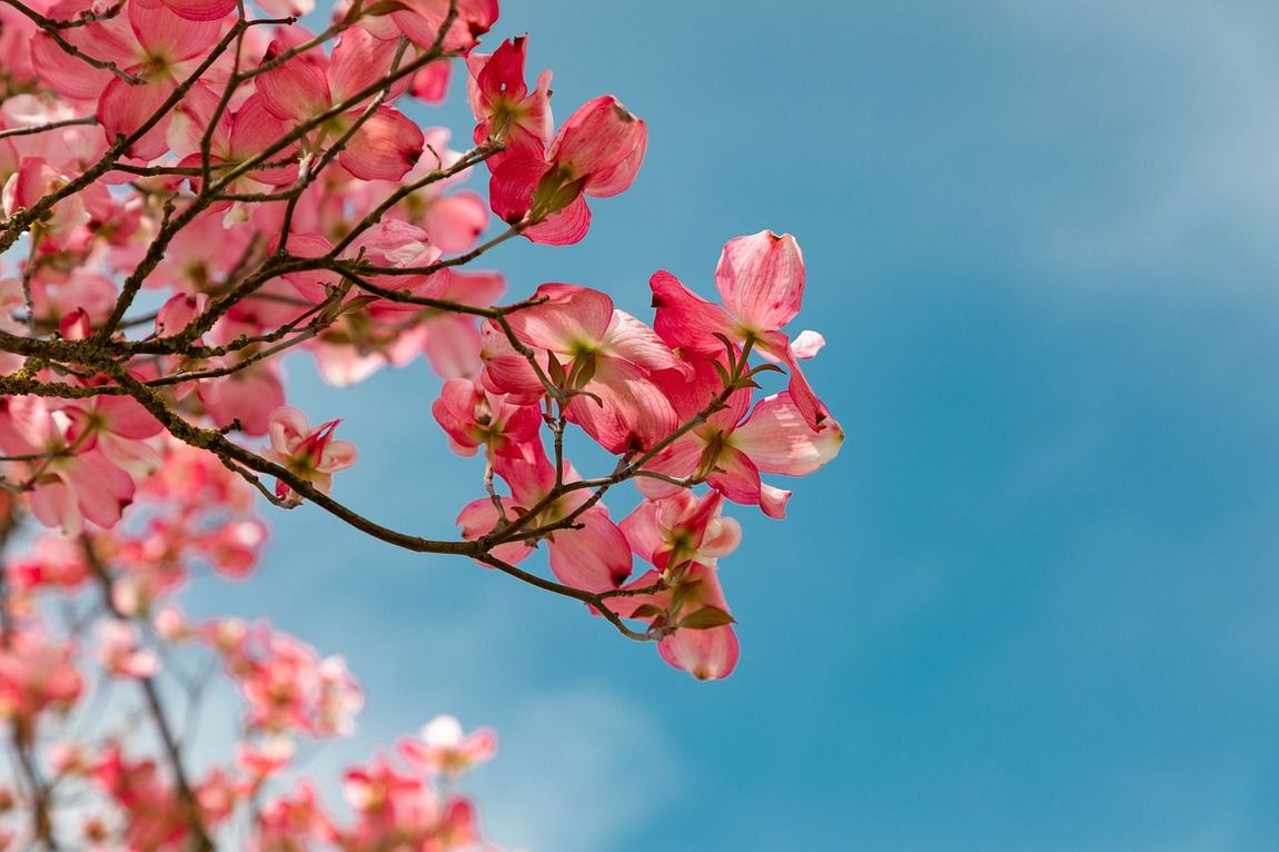 Le cornouiller rose fleurit sur un ciel bleu vif.