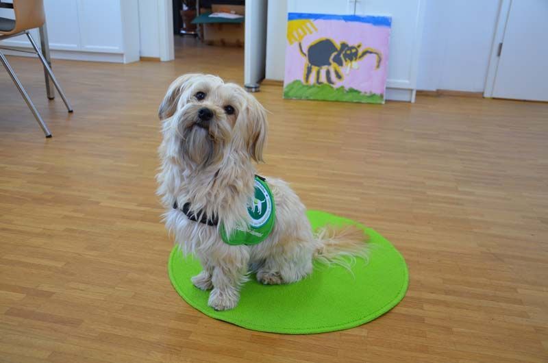 tiergestuetzte Therapie