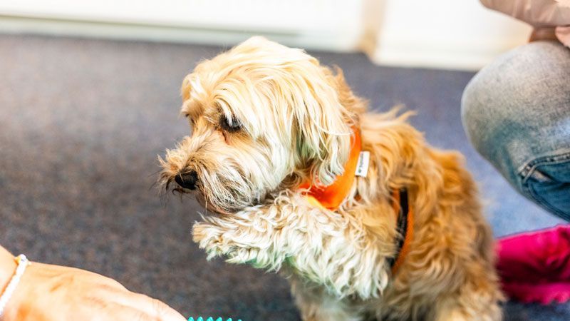 tiergestuetzte Therapie