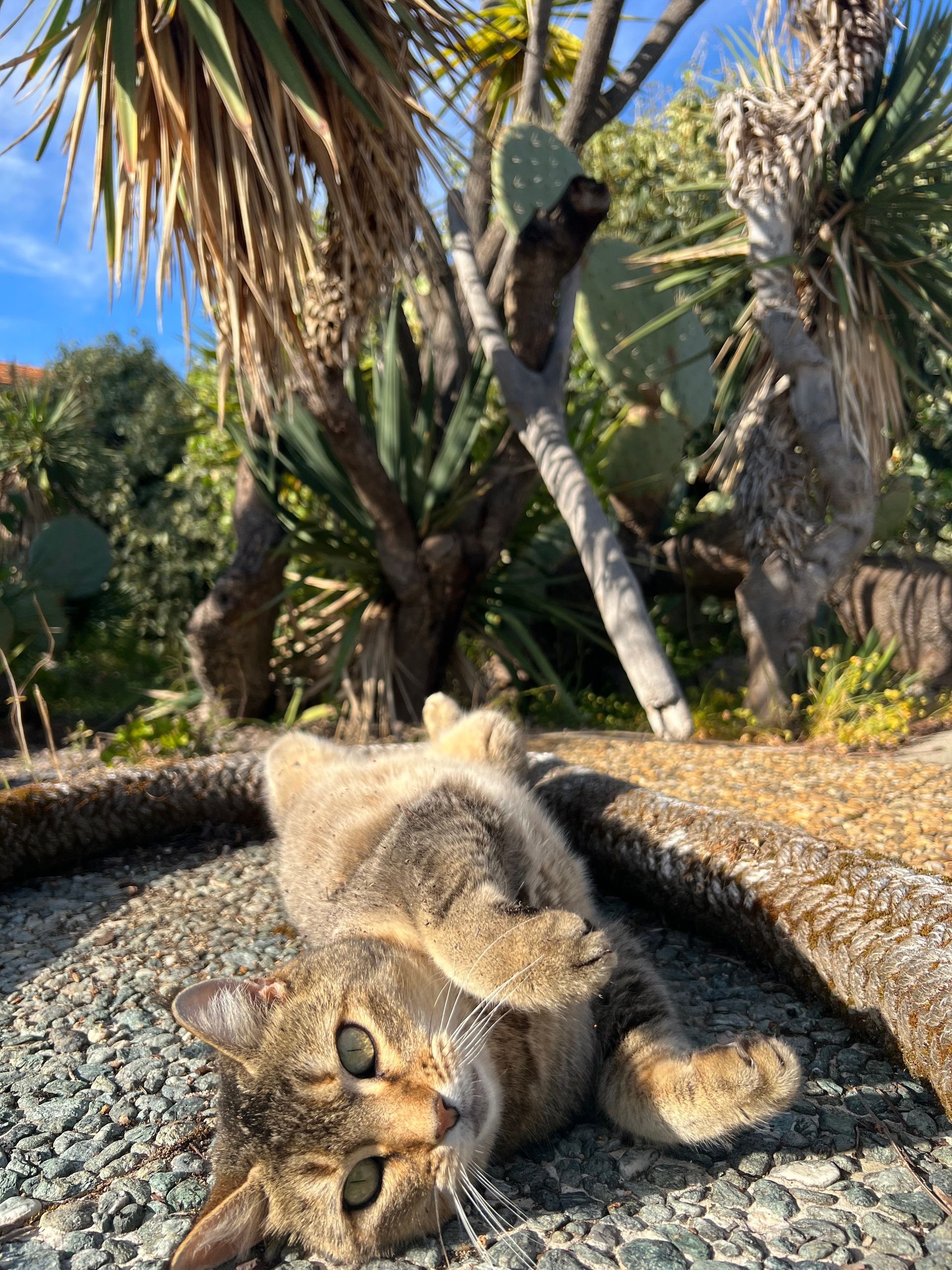 Chat allongé en Corse-du-Sud