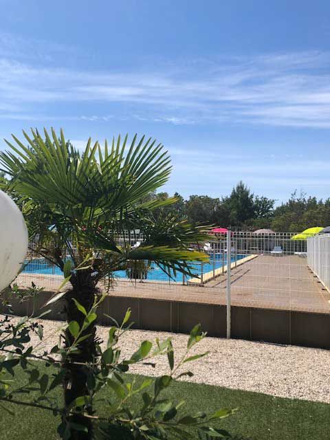 Palmier avec piscine en arrière plan