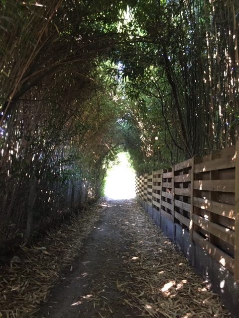 Allée dans une forêt