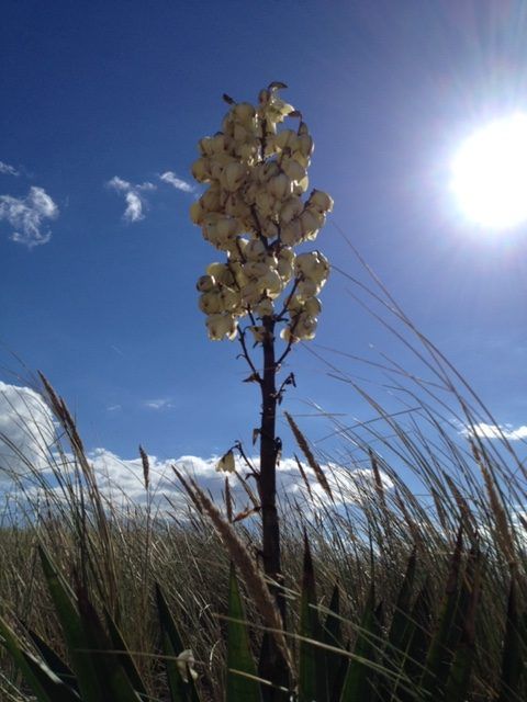 Plante dans un champ