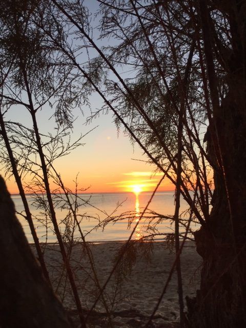 Couché de soleil entre deux arbres