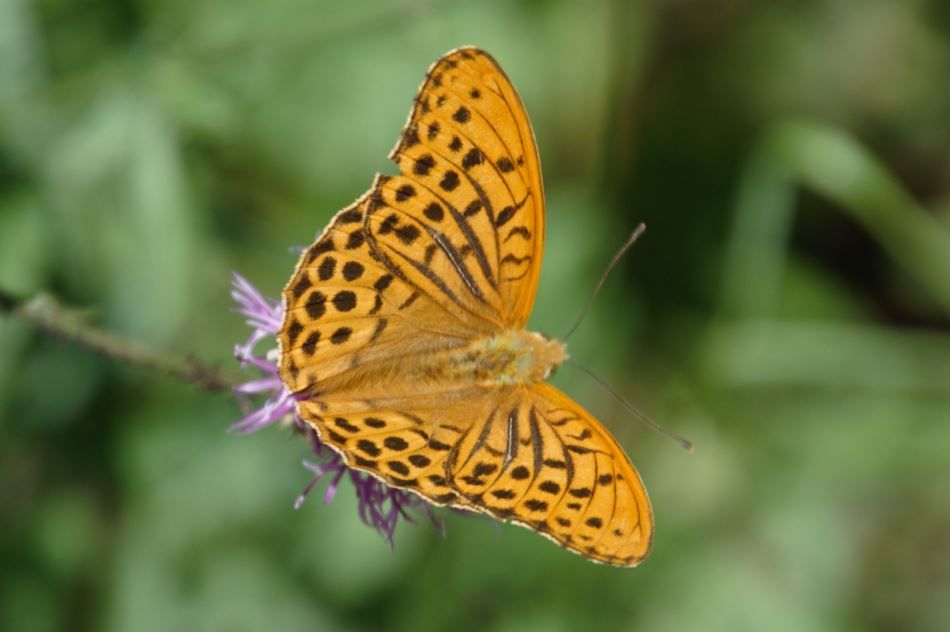 Naturheilpraxis Naturheilkunde - Natural-Healing Praxis für Naturheilkunde
