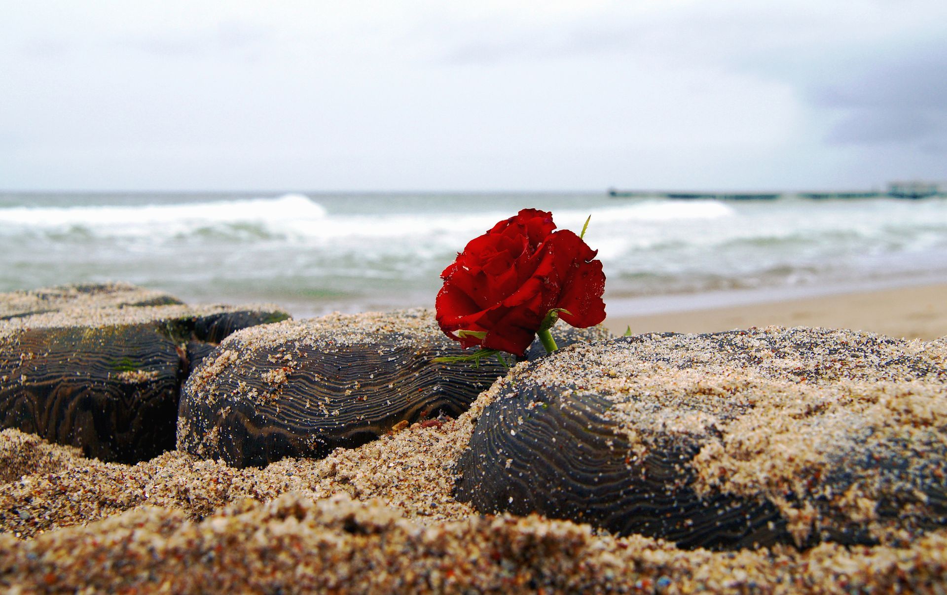 eine rote Rose liegt im Sand am Meer