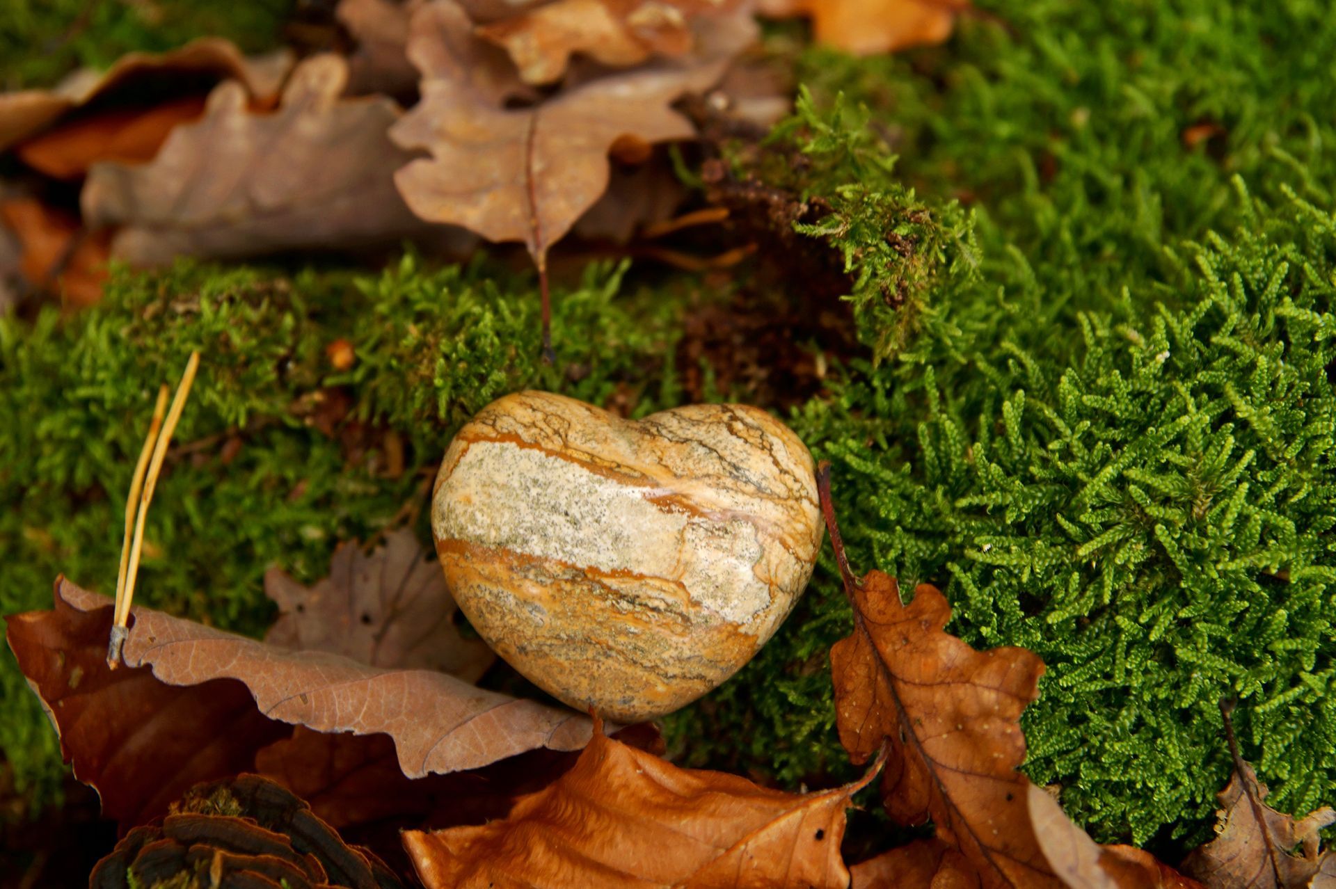 ein kleines Herz aus Stein liegt auf dem Waldboden