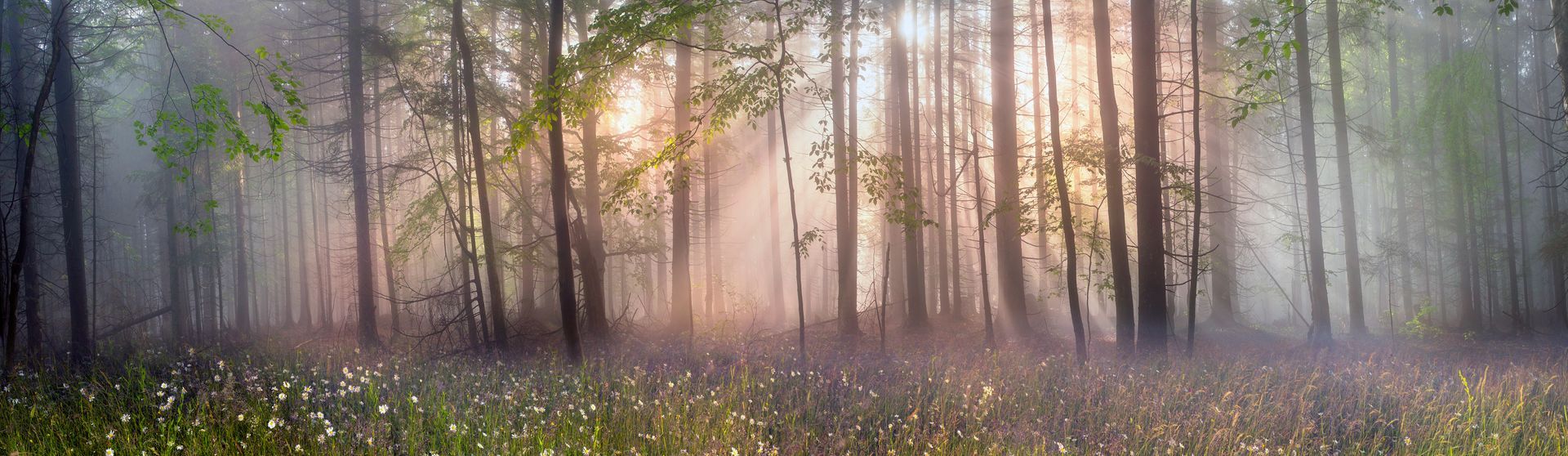 ein Wald, durch den Sonnenlicht strahlt