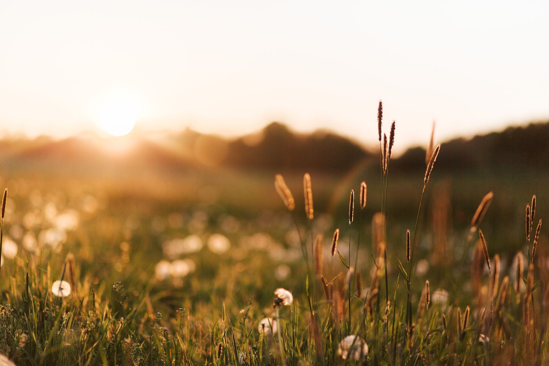 ein Feld mit Sonnenuntergang