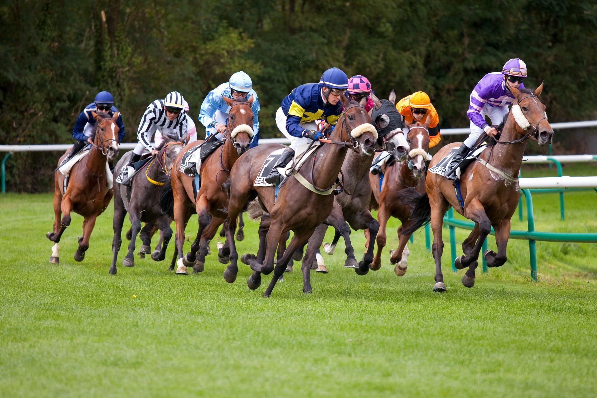 Des chevaux marrons avec des jockeys