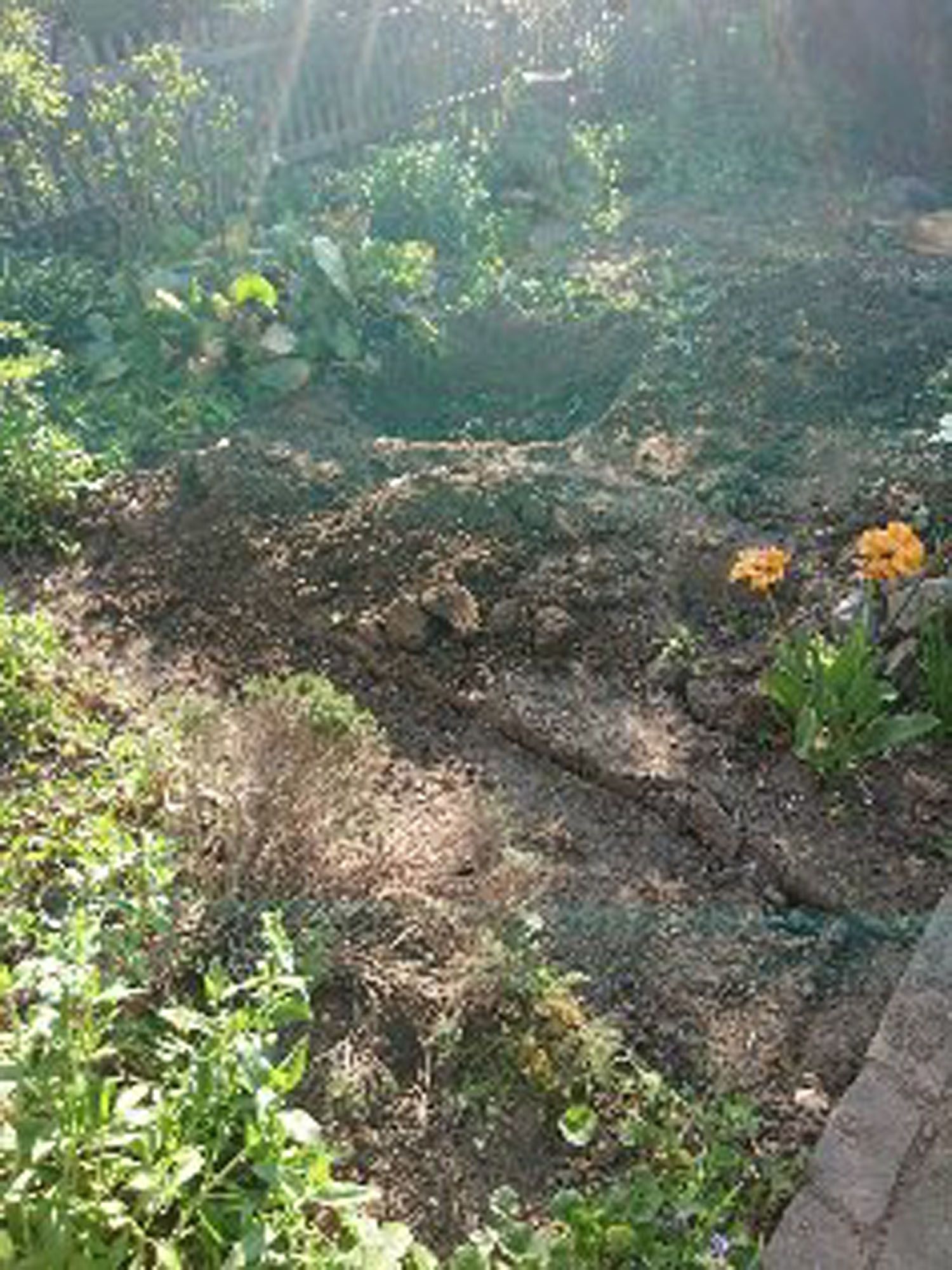 Terasse und Steingarten - Stebler Umbau & Renovation in Busswil BE