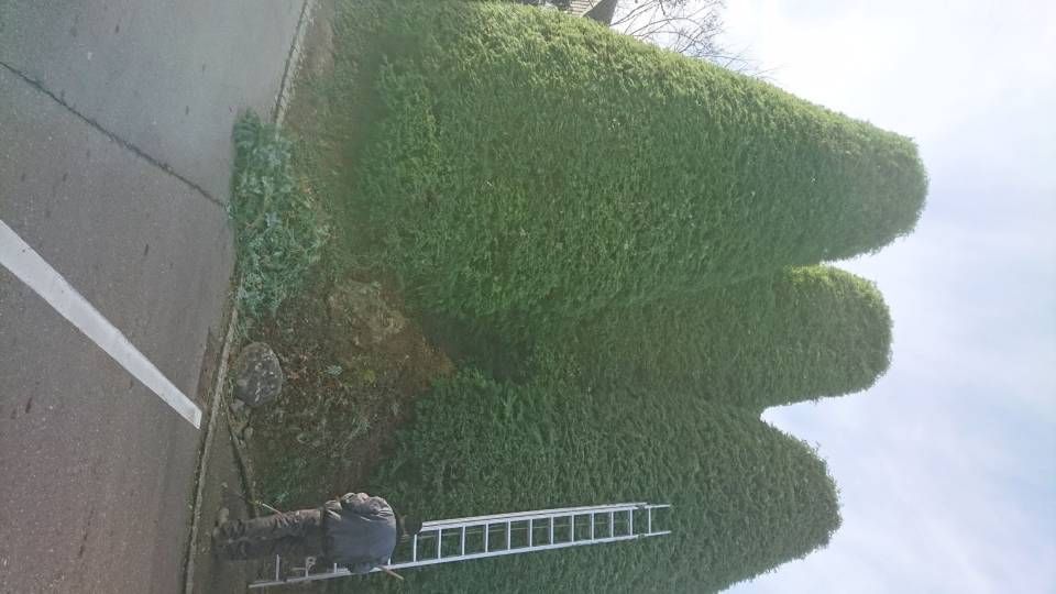 Ein Mann steht auf einer Leiter neben einer Hecke.