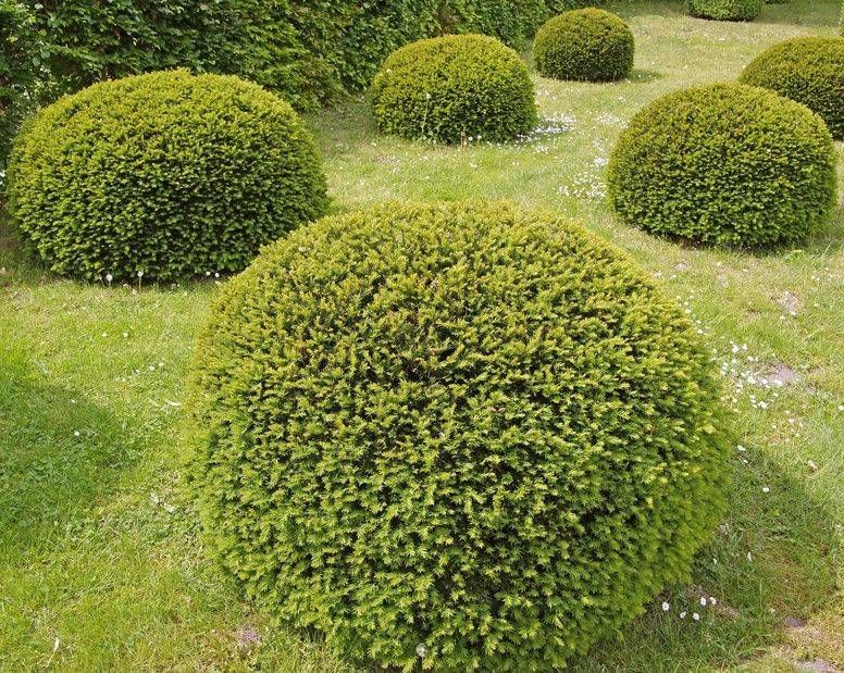 Ein Haufen grüner Büsche im Gras. Foto von der Sonderegger Gartenbau GmbH