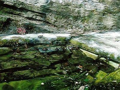 Ein Biotop mit vielen Steinen und Moos darauf. Foto von der Sonderegger Gartenbau GmbH