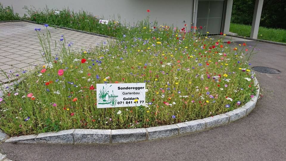 Ein Naturgarten mit verschiedenen Blumenarten. Foto von der Sonderegger Gartenbau GmbH