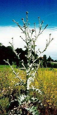 Mitten auf einem Naturgarten wächst ein kleiner Baum. Foto von der Sonderegger Gartenbau GmbH