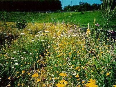 Ein Naturgarten voller verschiedener Blumenarten. Foto von der Sonderegger Gartenbau GmbH