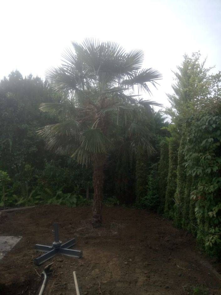 Eine Palme steht inmitten eines Feldes, umgeben von Bäumen.