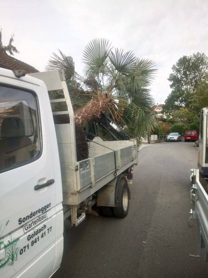 Ein weisser Lastwagen mit einer Palme auf der Ladefläche steht am Strassenrand. Foto von der Sonderegger Gartenbau GmbH