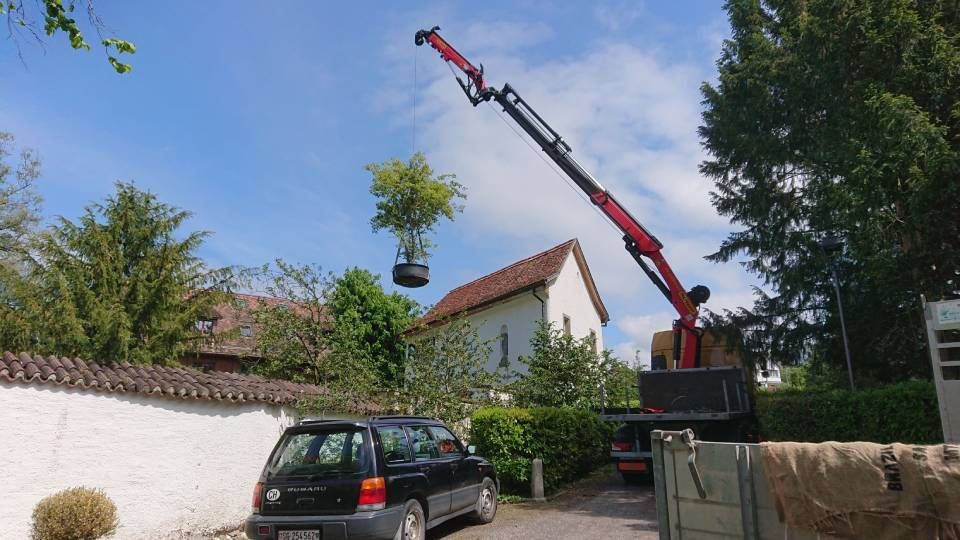Ein Kran hebt eine Topfpflanze in ein Haus. Foto von der Sonderegger Gartenbau GmbH