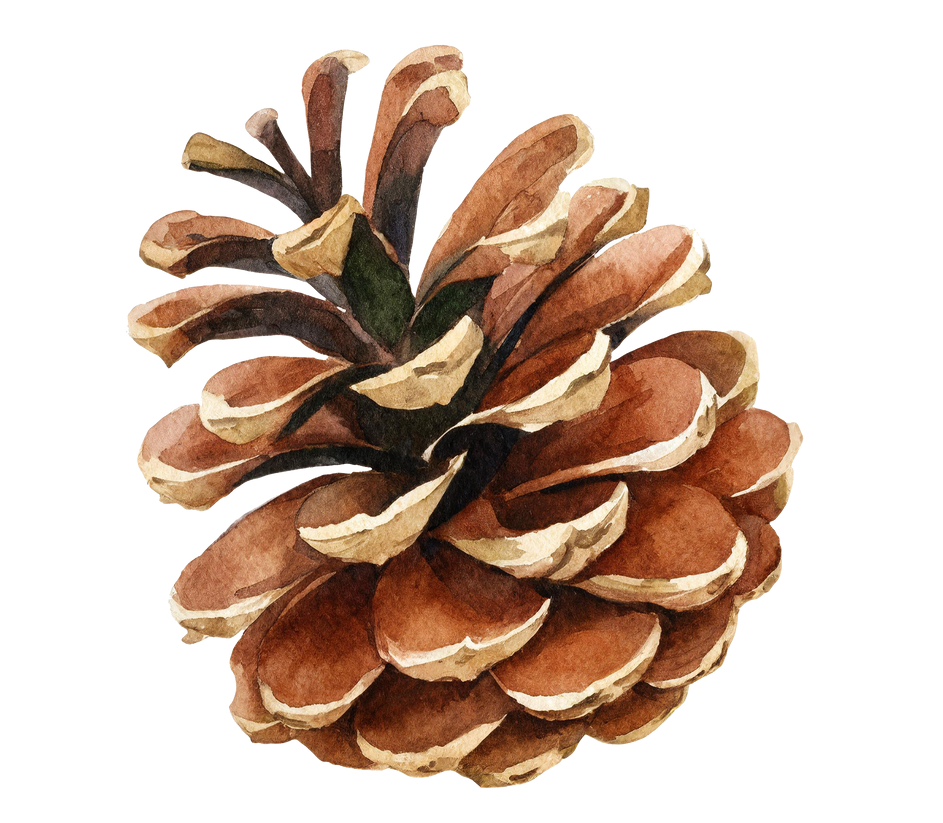 Illustration à l'aquarelle d'une pomme de pin.