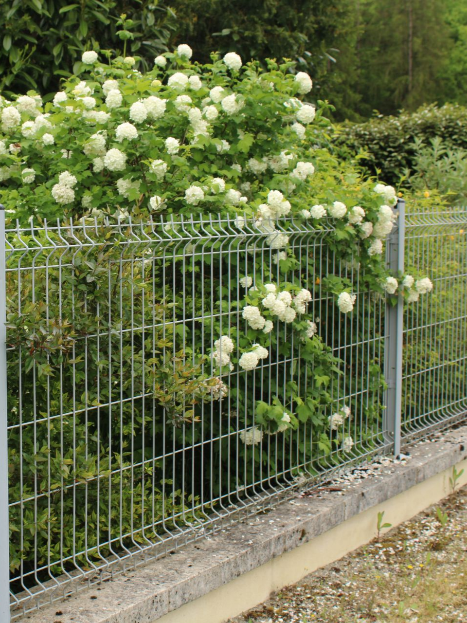 Buisson de boules de neige blanches débordant d'une clôture métallique.