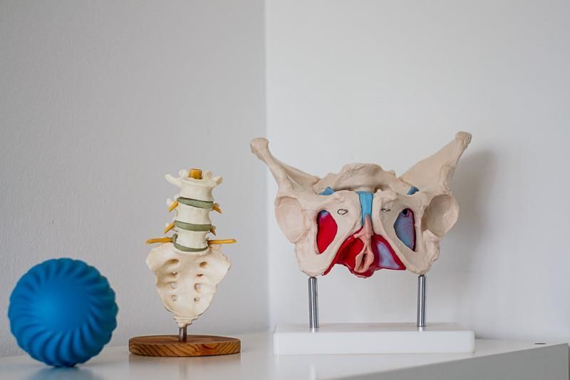 Auf einem Tisch liegen ein Beckenmodell und ein Wirbelsäulenmodell.